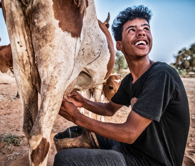 young man milking a cow at sunset