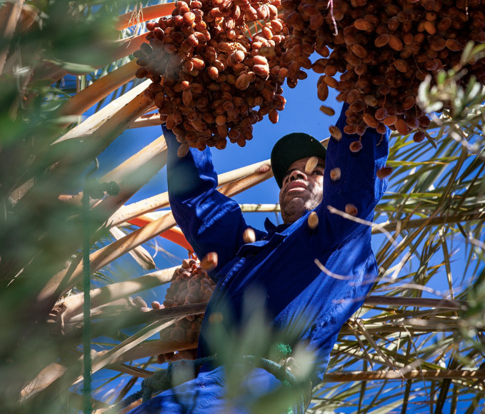 Man harvesting dates from palm tree.