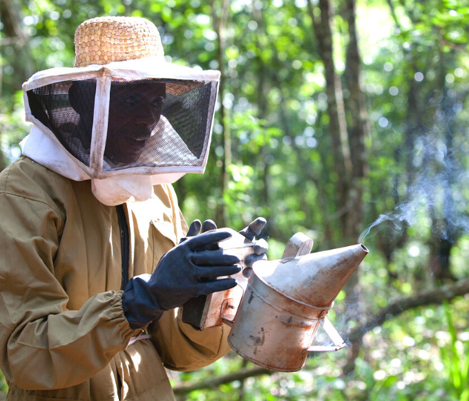 Beekeeper in Tanzania is preparing to collect honey.