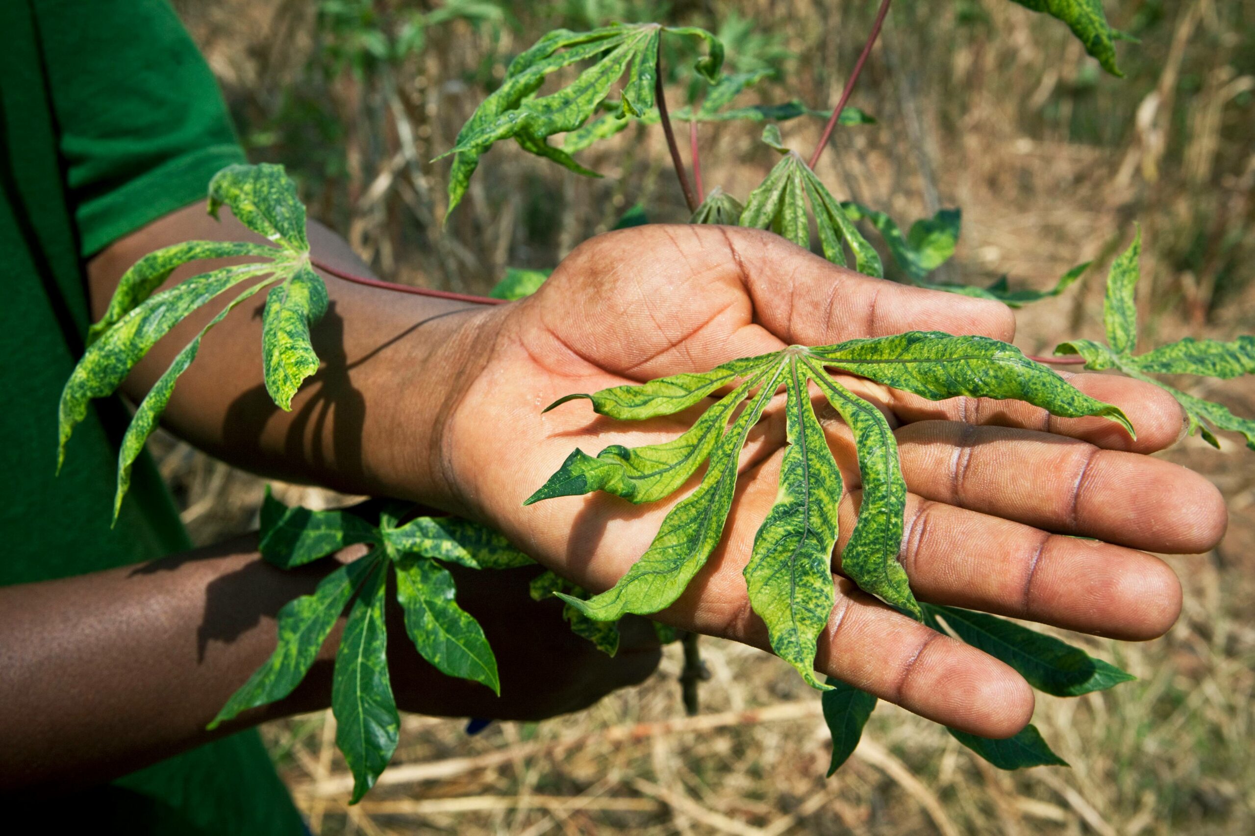 hand holding a leaf