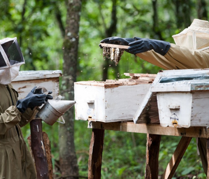 Beekeepers collecting honey in Tanzania.