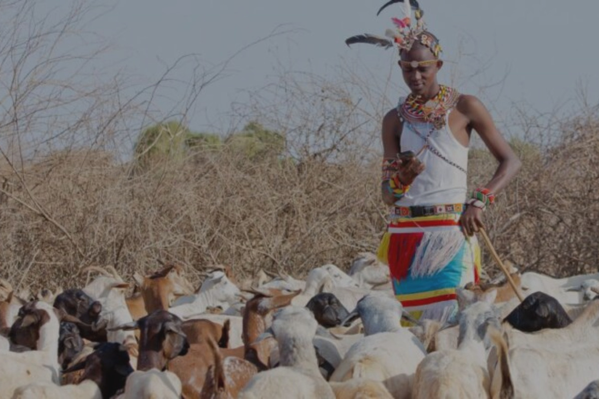 Herdsman in Tanzania watches his livestock while checking his mobile phone.