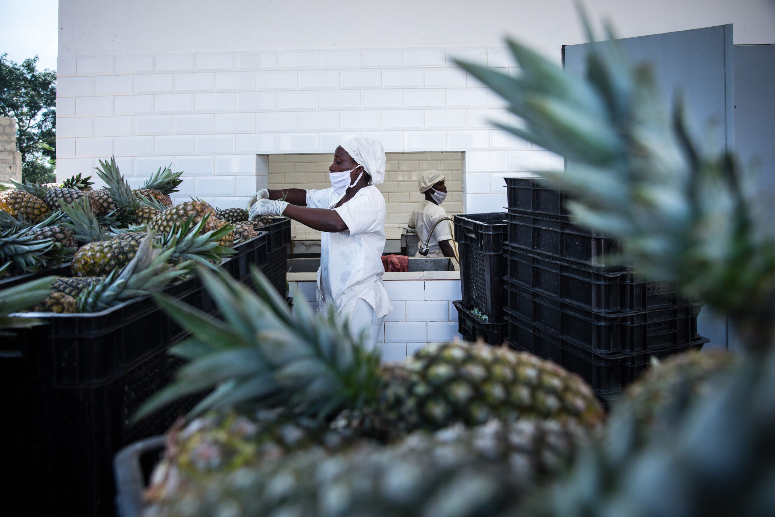 Women working in a pineapple processing factory in Benin.