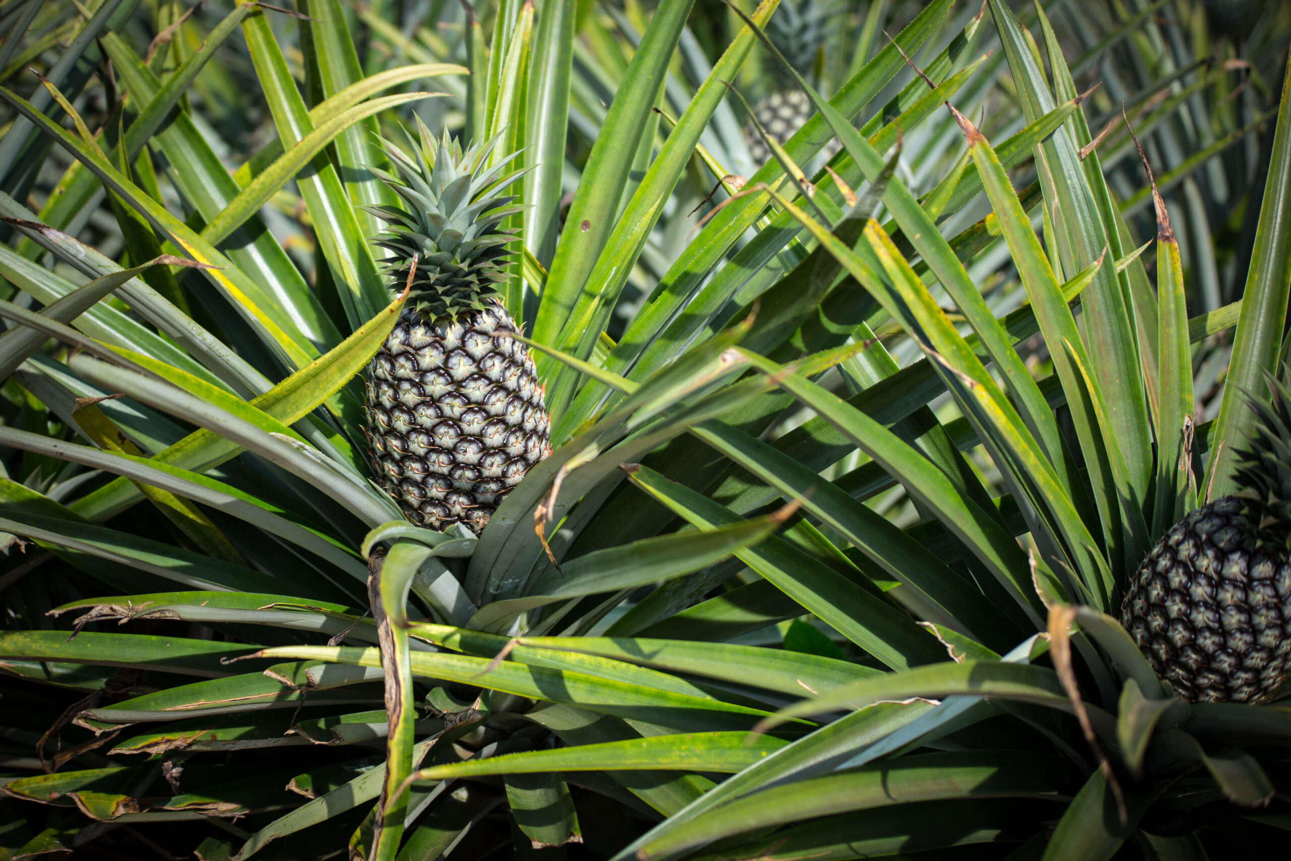 Close-up of a pineapple growing in the field in Benin.