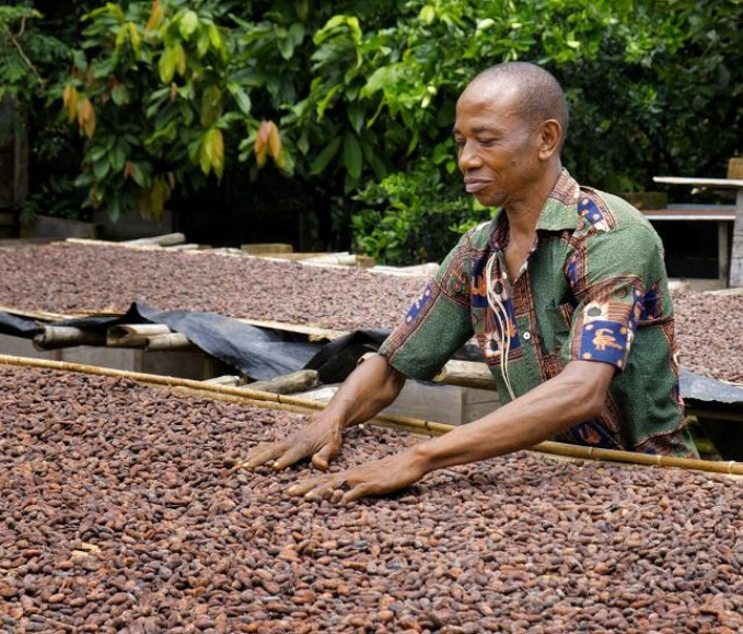 man spreading cocoa beans