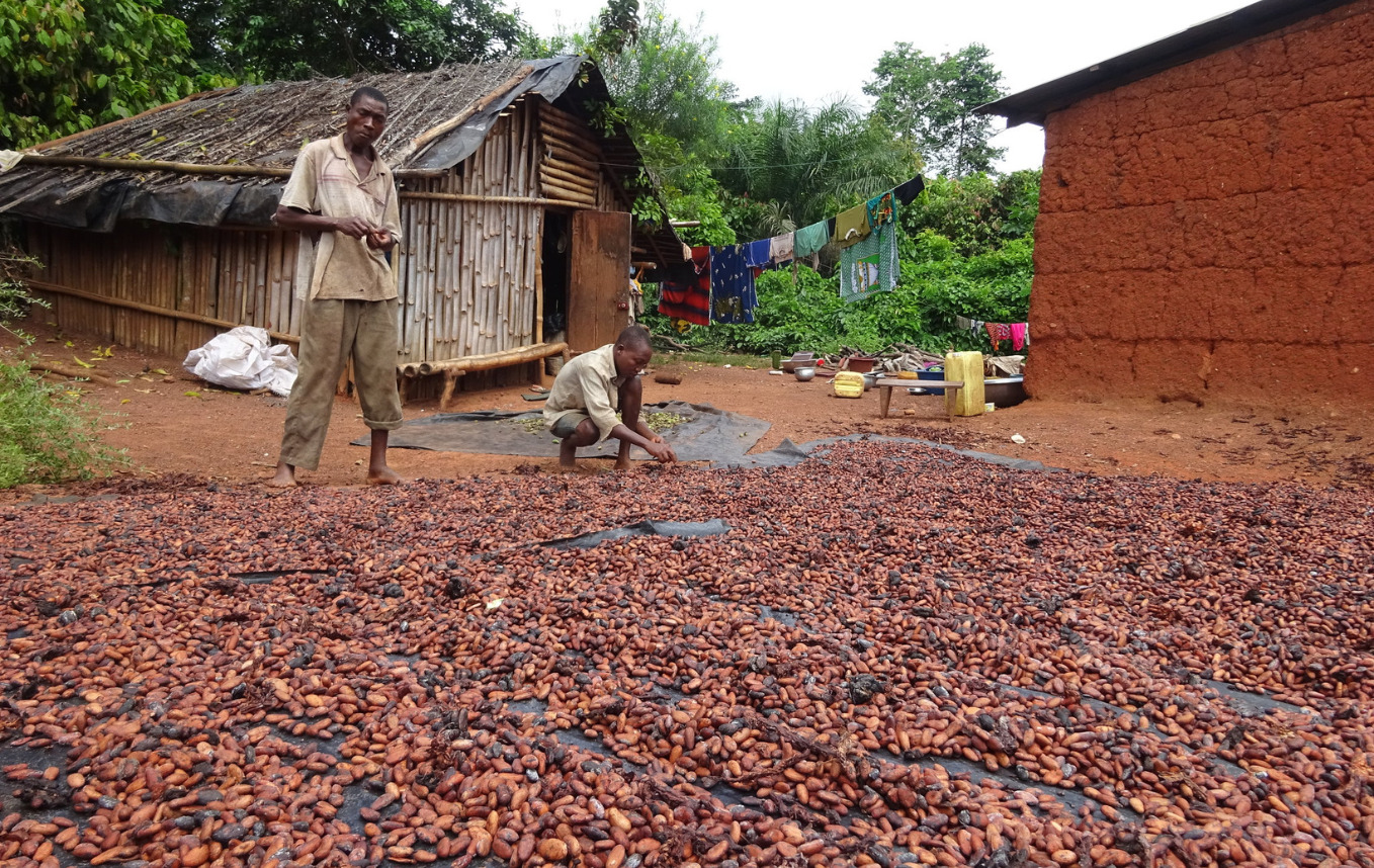 cocoa farmer in ivory coast