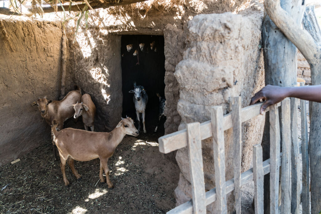 Goats in the village of Kolokani in Mali. 