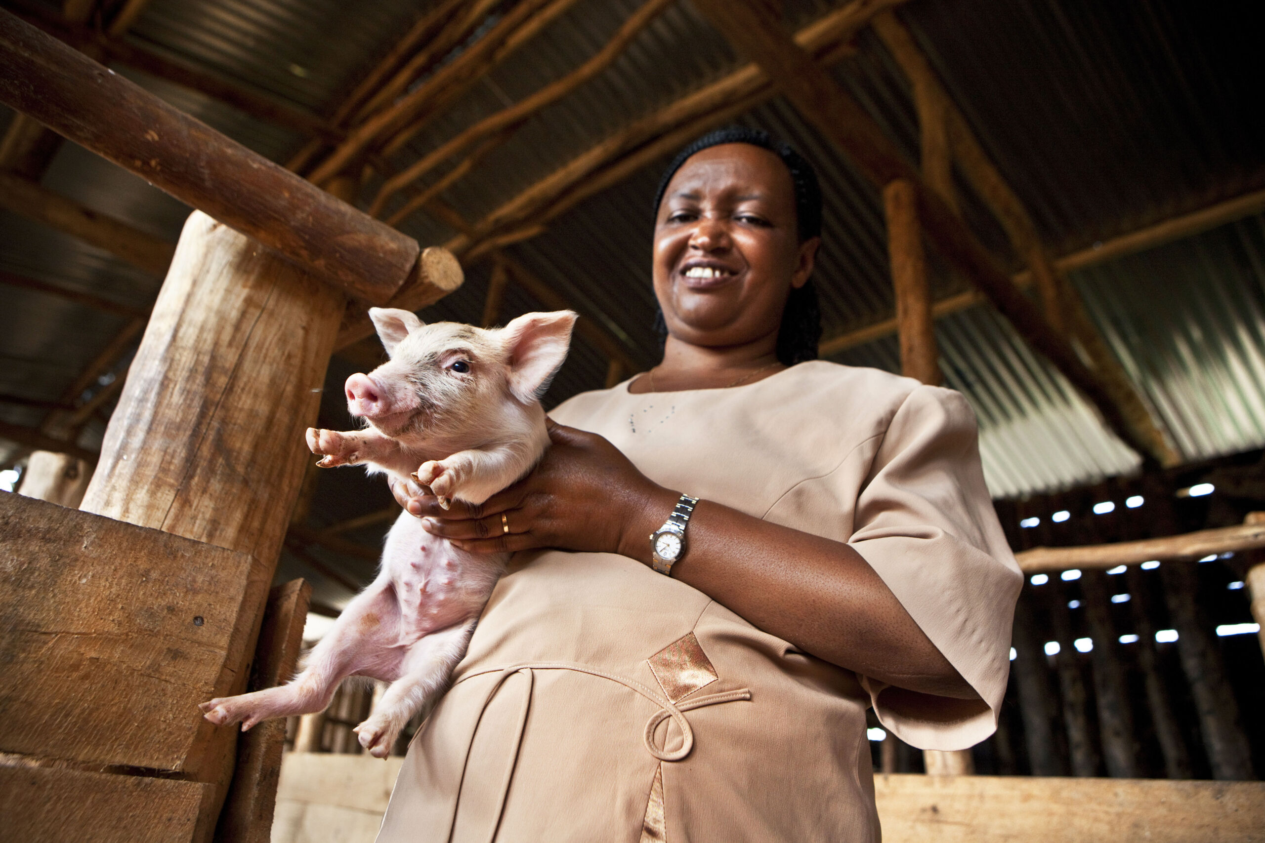 Pigs_Rwanda