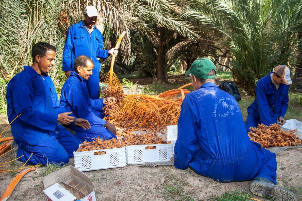 travailleurs dans une palmeraie maroccaine