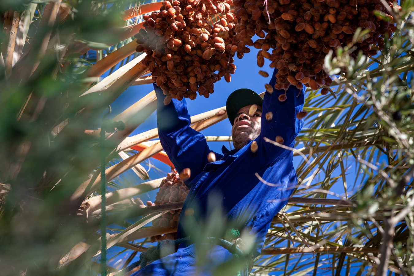 travailleur dans une palmeraie au Maroc