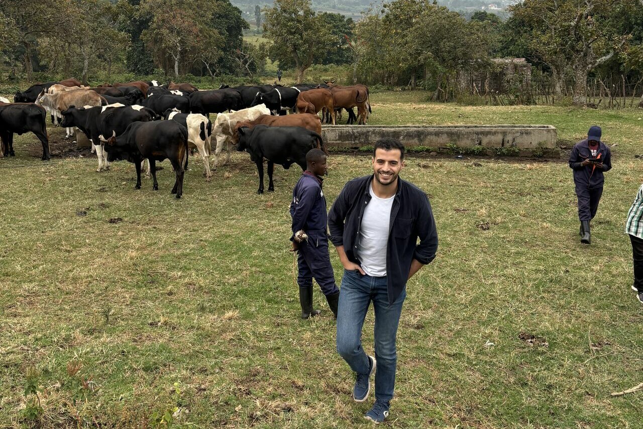 Three men walking in field with cows.
