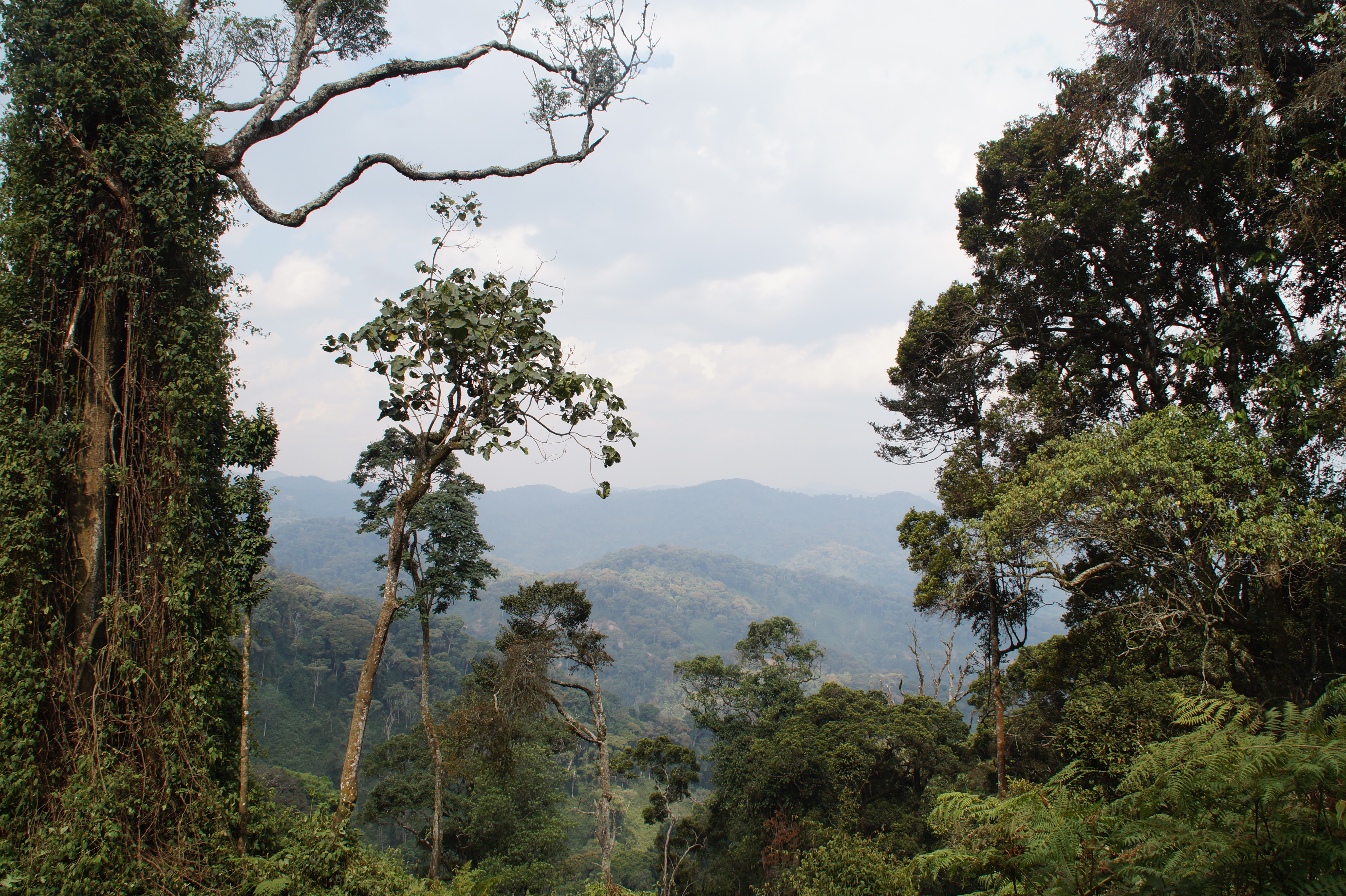 Parc National du Nyungwe, Rwanda