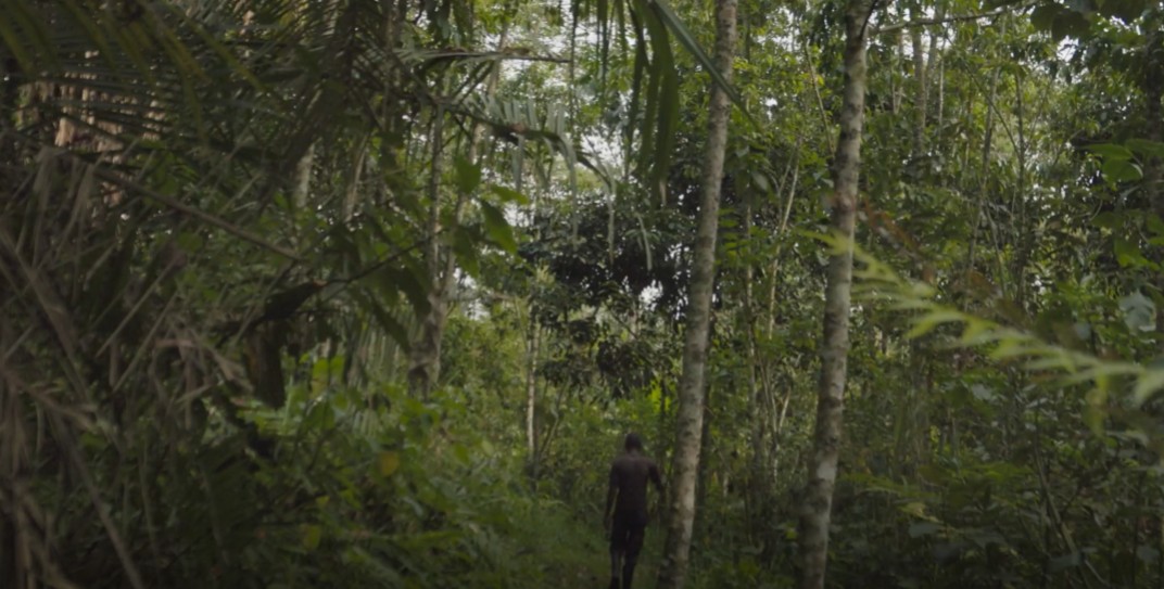 Forest in Uganda, man walking in the middle of it with is back to the viewer.