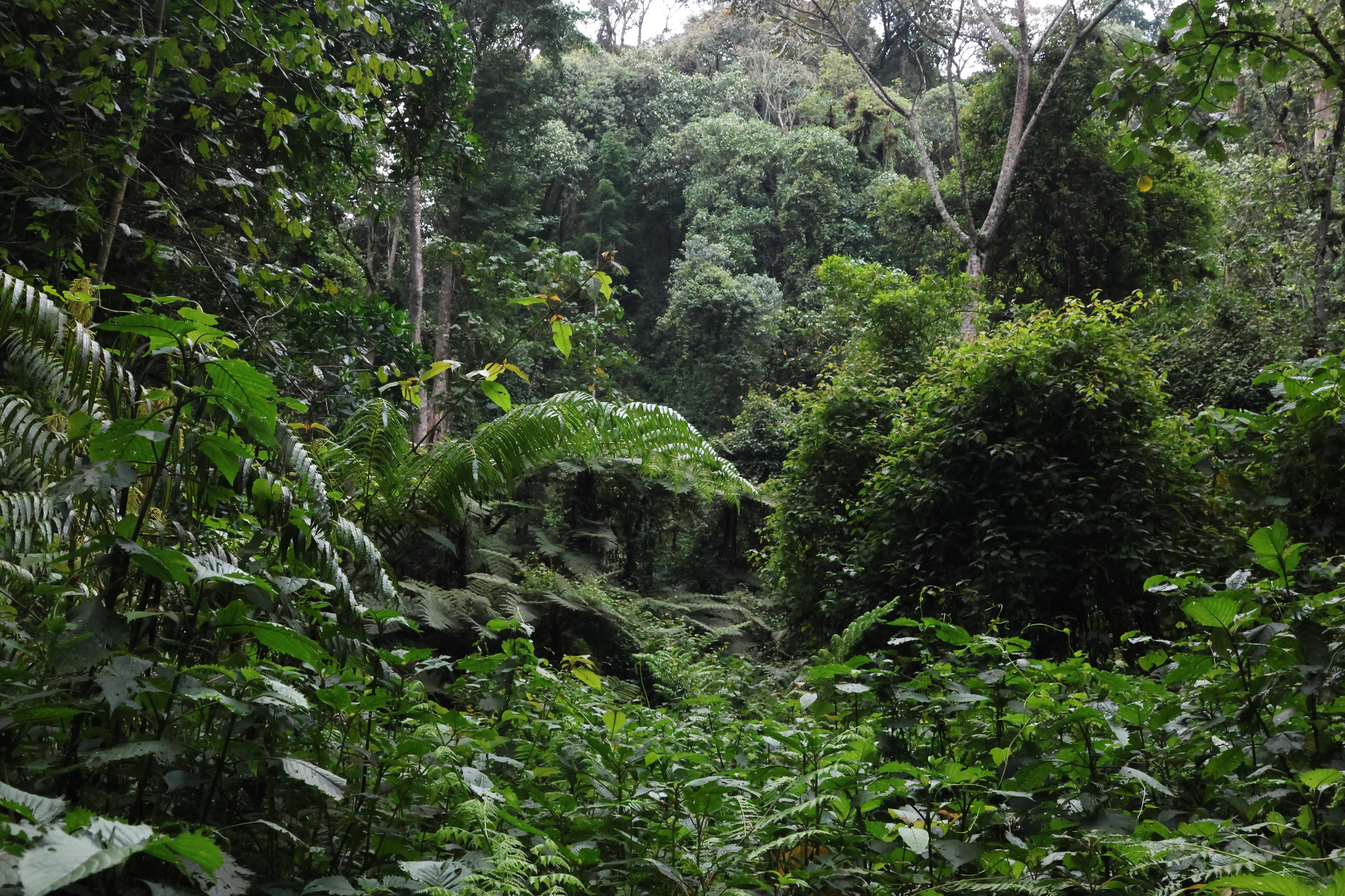 trees in the Kibira national park, Burundi