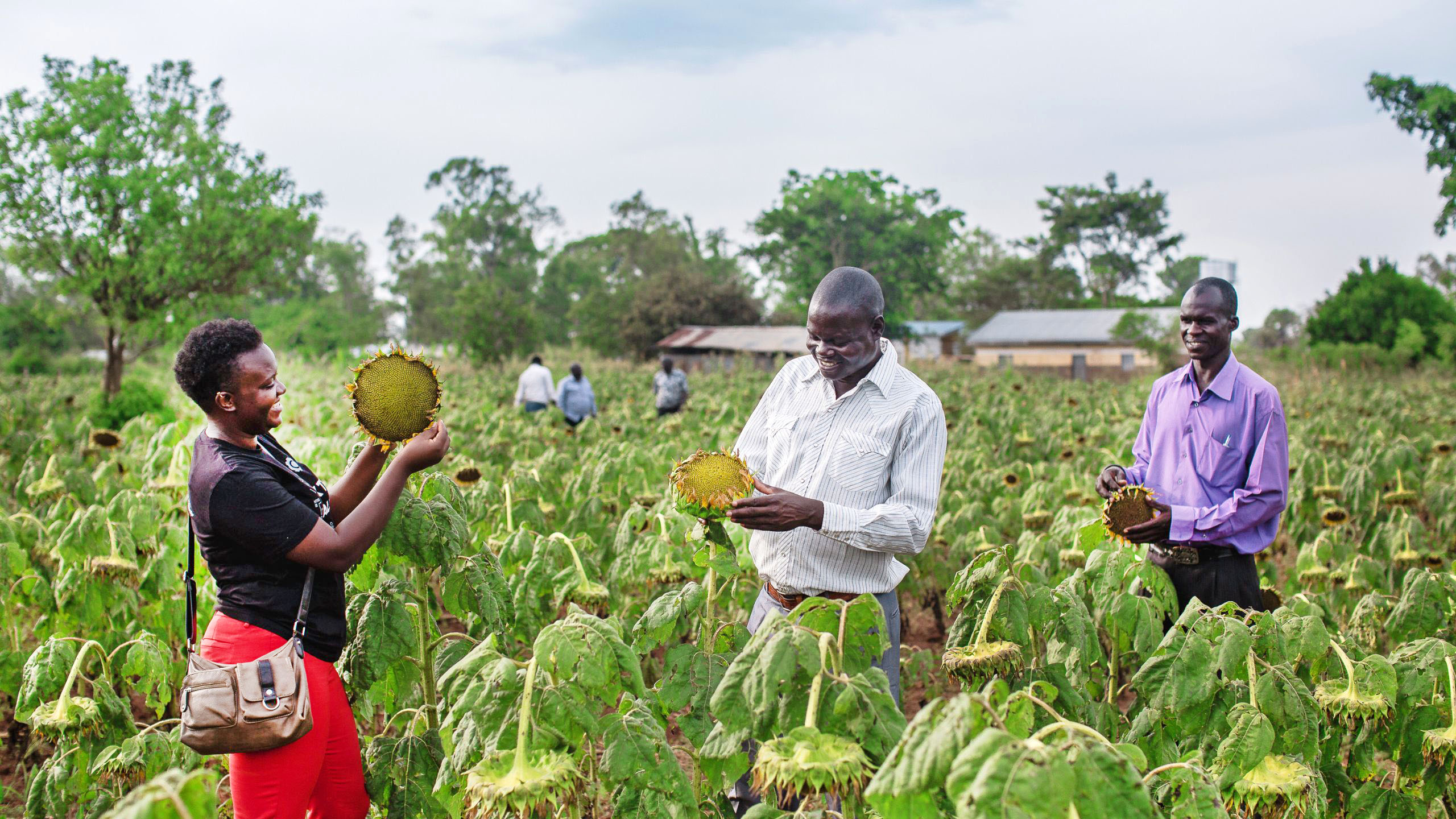 men and a woman in sunflower field