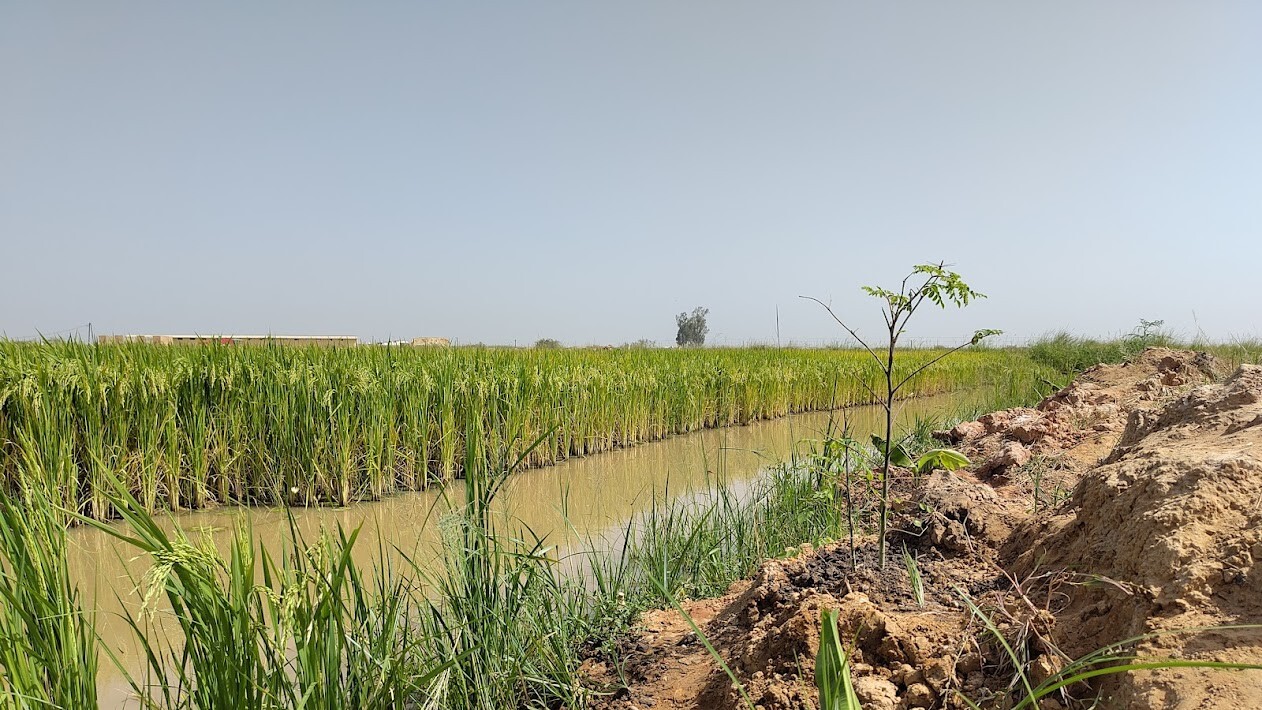 A rice paddy field in Senegal, water is running through the field.