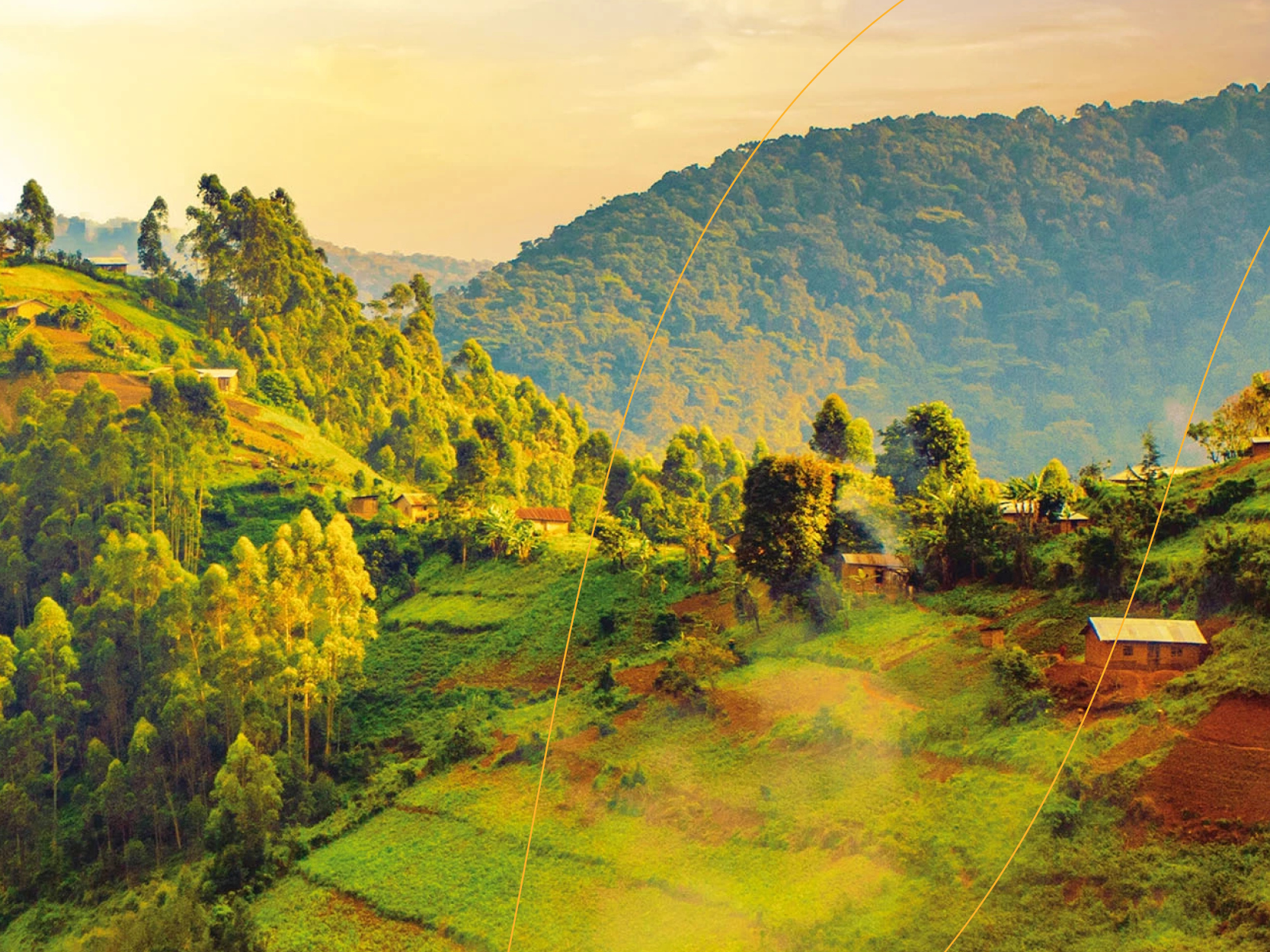 landscape view of forests
